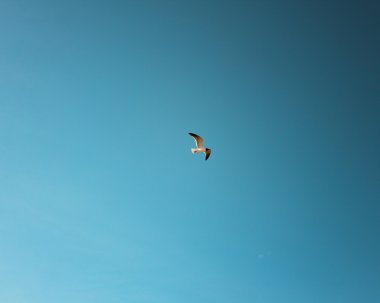 plaj üzerinde uçan martı