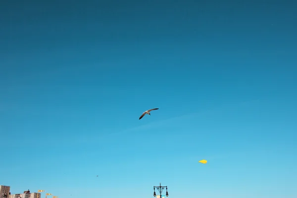 Чайка летит над пляжем — стоковое фото