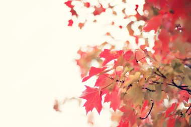 renkli sonbahar ağaç yaprakları