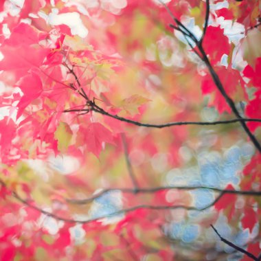 renkli sonbahar ağaç yaprakları