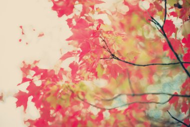 renkli sonbahar ağaç yaprakları