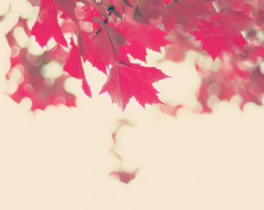 renkli sonbahar ağaç yaprakları