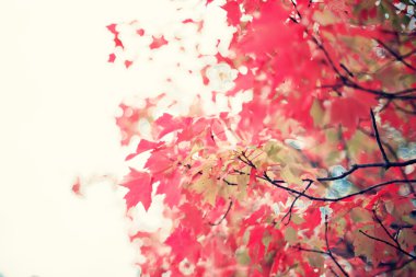 renkli sonbahar ağaç yaprakları