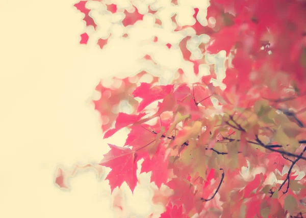 Цветные осенние листья деревьев — стоковое фото