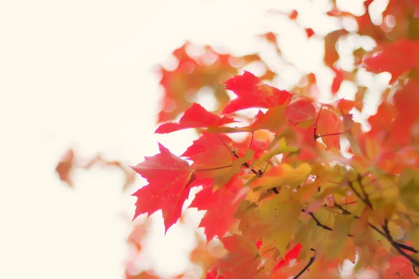 Folhas coloridas de árvores de outono — Fotografia de Stock