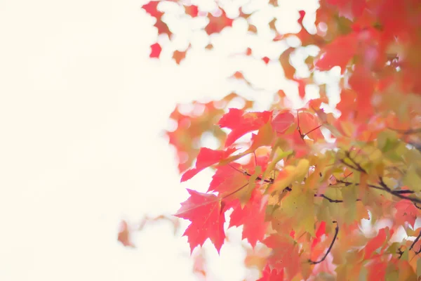 Bunte Herbstbaumblätter — Stockfoto