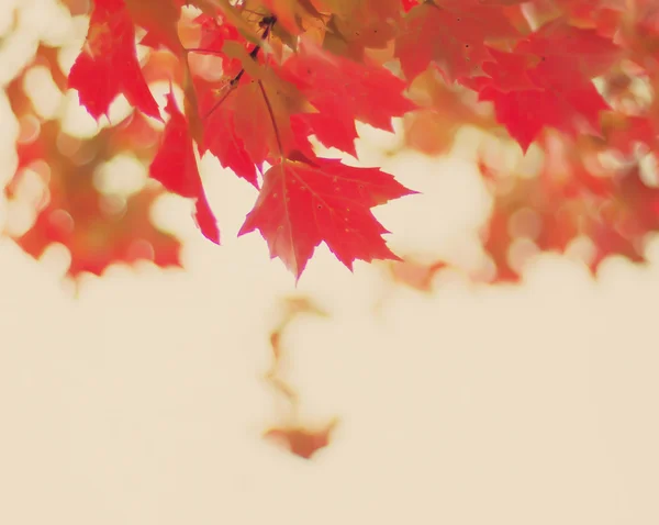 Bunte Herbstbaumblätter — Stockfoto