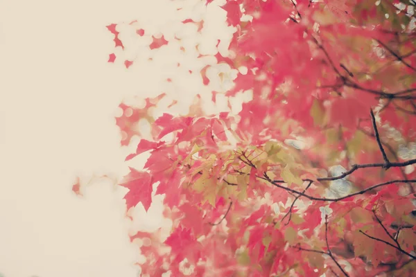 Feuilles d'arbre d'automne colorées — Photo