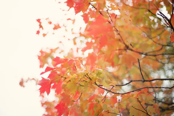 Coloridas hojas de árboles otoñales — Foto de Stock
