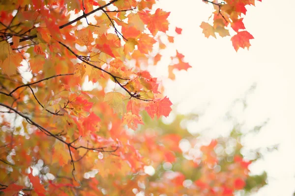 カラフルな秋の木の葉 — ストック写真
