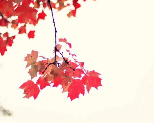 Цветные осенние листья деревьев — стоковое фото