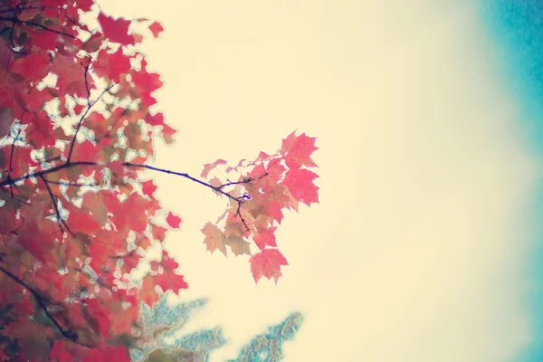 Feuilles d'arbre d'automne colorées — Photo