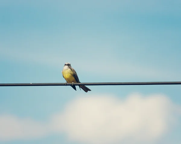 Tropické Tyrannus stojící — Stock fotografie