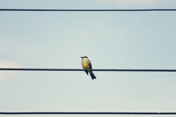 Kingbird tropical em pé — Fotografia de Stock