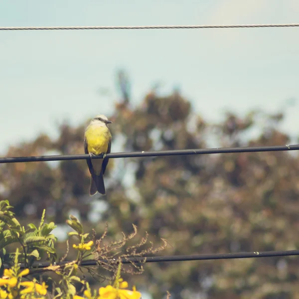 Kingbird tropical em pé — Fotografia de Stock