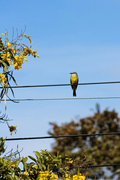 Kingbird tropical em pé — Fotografia de Stock
