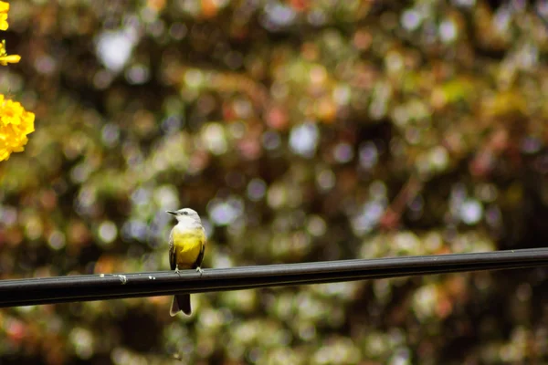 Tropické Tyrannus stojící — Stock fotografie