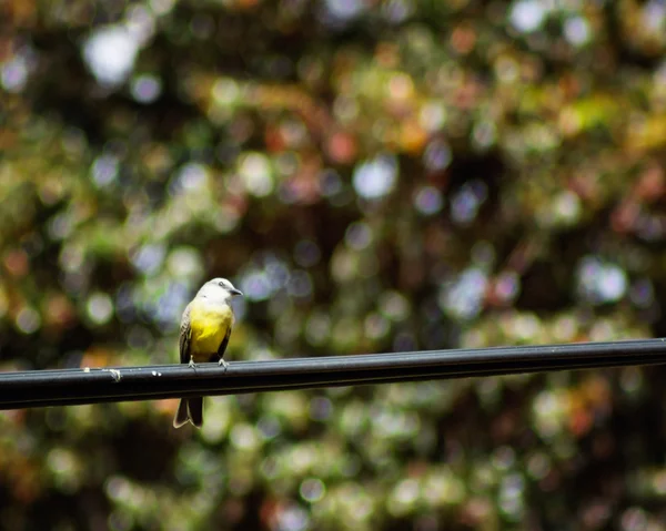 Kingbird tropical em pé — Fotografia de Stock