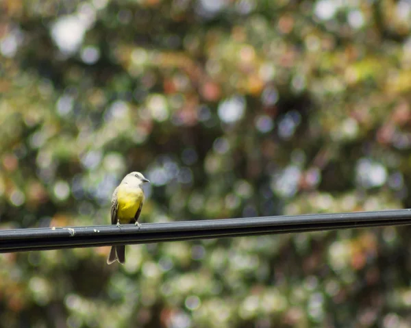 Kingbird tropical em pé — Fotografia de Stock