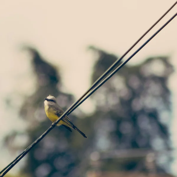 Tropické Tyrannus stojící — Stock fotografie