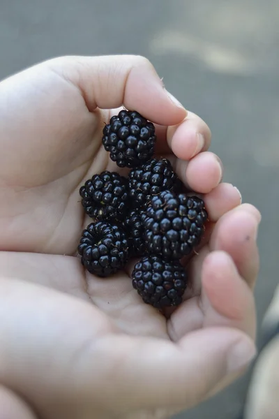 Kinderhände halten Brombeeren — Stockfoto