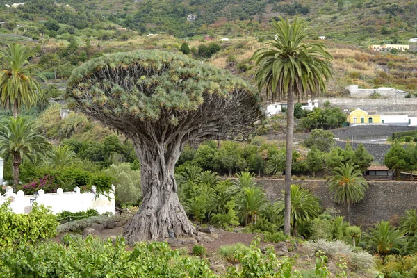 Milenarian Dragon tree, Icod de los vinos — Stock Photo, Image