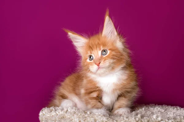 Bonito Rojo Blanco Maine Coon Gatito — Foto de Stock