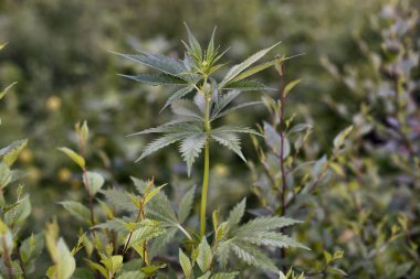 Yazın yeşil arka planda bir esrar bitkisi sapı.