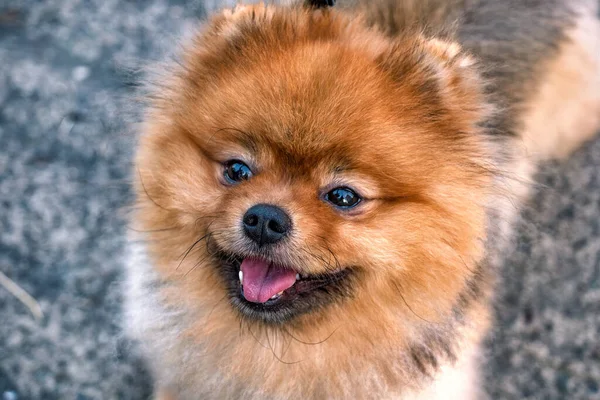 Ein Roter Pommerscher Spitzhund Nahsicht lizenzfreie Stockbilder