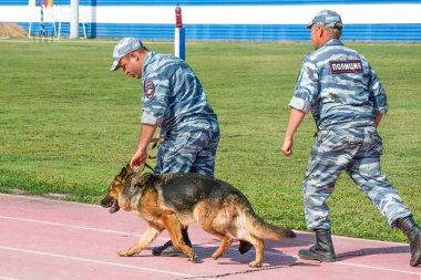 Abakan, Rusya - 21 Ağustos 2018: Polis memurları koklayan bir köpeği uyuşturucu, silah ve patlayıcı bulması için eğitiyorlar.