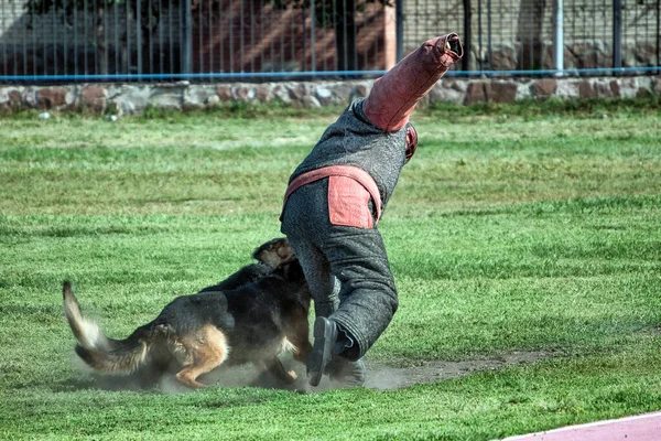 A German shepherd dogs biting an instructor at training.