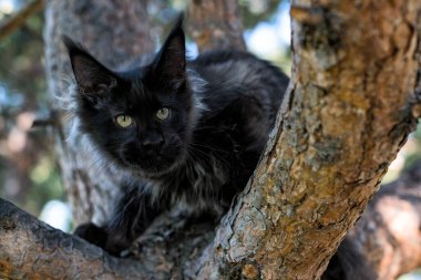 Yazın ormanda ağaçta oturan büyük siyah bir rakun yavrusu..