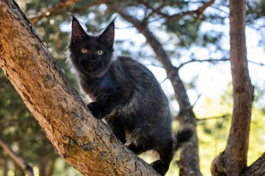 Yazın ormanda ağaçta oturan büyük siyah bir rakun yavrusu..