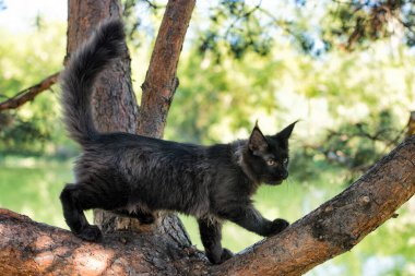 Yazın ormanda ağaçta oturan büyük siyah bir rakun yavrusu..
