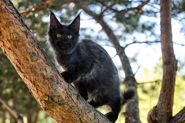 Grande Gattino Nero Maine Coon Seduto Albero Una Foresta Estate — Foto Stock