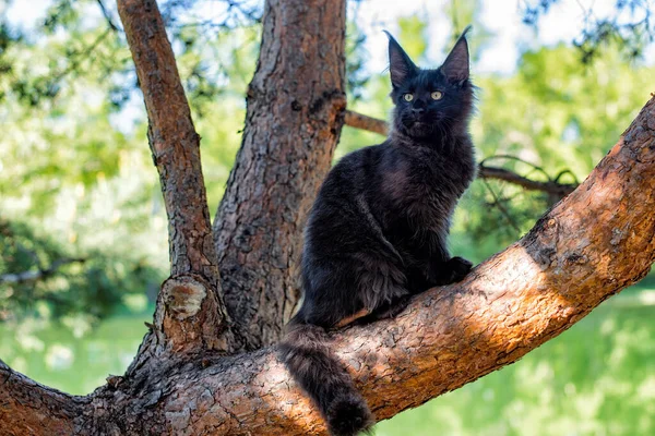 Великий Чорний Кузен Кошеня Сидить Дереві Лісі Влітку — стокове фото