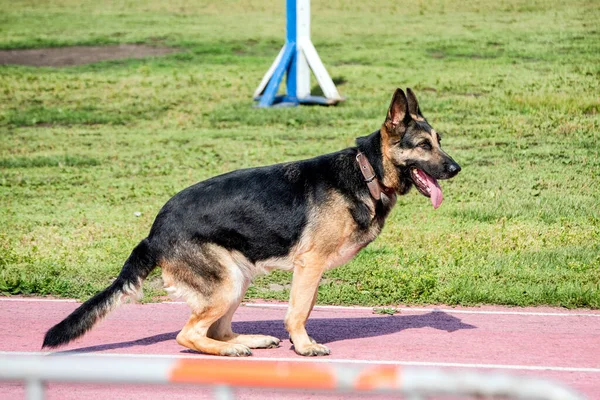 Policejní Čmuchající Pes Při Výcviku Pro Hledání Drog Zbraní Výbušnin — Stock fotografie