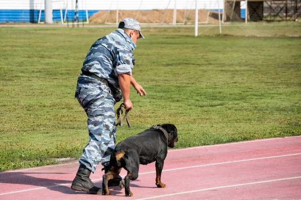 Bir polis memuru uyuşturucu, silah ve patlayıcı bulmak için bir köpeği eğitiyor..