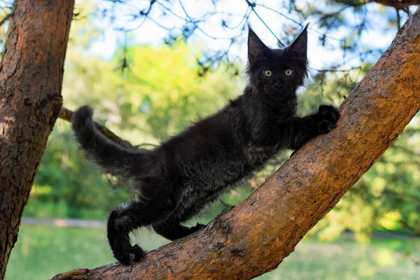 Grande Gattino Nero Maine Coon Seduto Albero Una Foresta Estate — Foto Stock