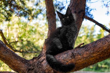Yazın ormanda ağaçta oturan büyük siyah bir rakun yavrusu..