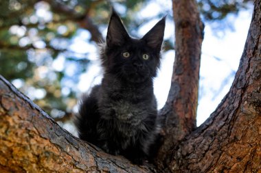 Yazın ormanda ağaçta oturan büyük siyah bir rakun yavrusu..