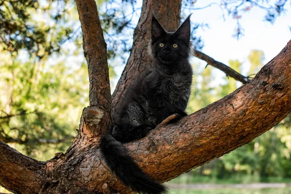 Grande Gattino Nero Maine Coon Seduto Albero Una Foresta Estate — Foto Stock