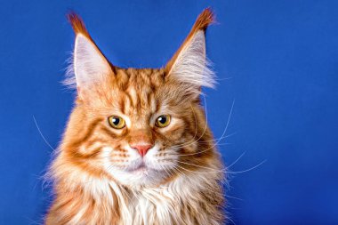 Mavi arka plandaki kırmızı maine rakunun portresi, şampiyon, izole edilmiş..