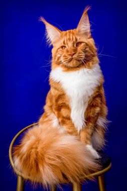 Kırmızı maine rakunu stüdyoda mavi arka planda oturuyor..