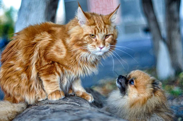 Mycket Stor Röd Mynta Katt Sitter Träd Skogen Och Röd — Stockfoto