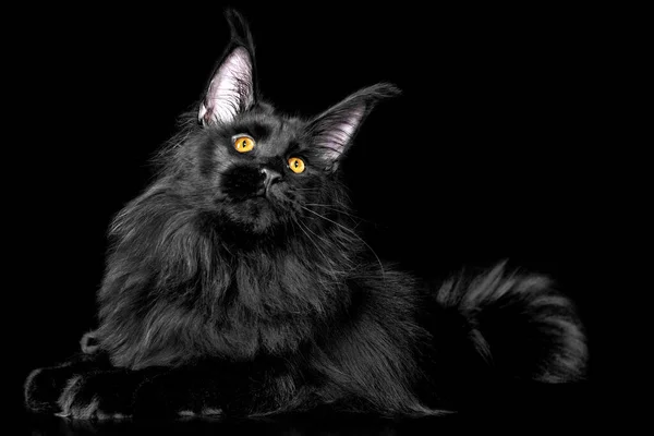 Beautiful Black Maine Coon Kitten Black Background Studio Isolated — Stock Photo, Image
