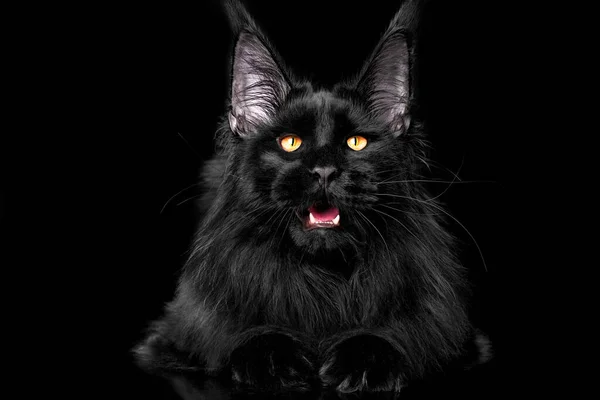 Bella Gattino Nero Maine Coon Sfondo Nero Studio Isolato — Foto Stock