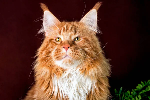 Big Maine Coon Katt Sitter Stubbe Brun Bakgrund — Stockfoto