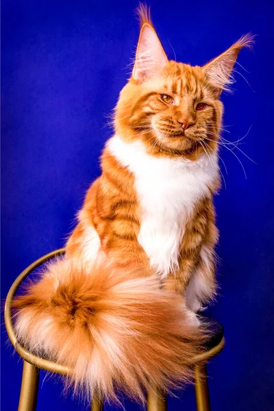 Red Maine Coon Cat Sitting Blue Background Studio — Stock Photo, Image