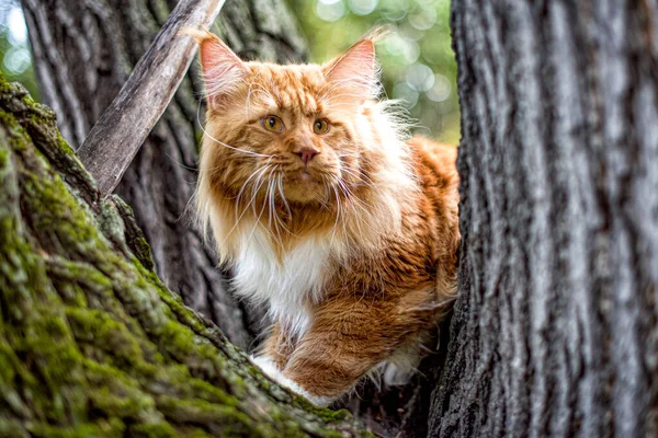 Дуже Велика Червона Котяча Кішка Сидить Дереві Лісі Літній Весняний — стокове фото